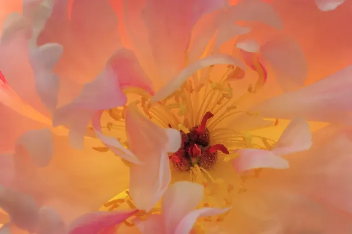 Framed Print : USA, Washington State, Seabeck. Peony flower close-up Framed Print : USA, Washington State, Seabeck. Peony flower close-up