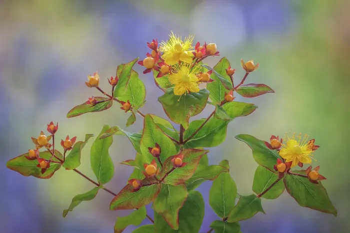 Framed Print : USA, Washington State, Seabeck. St. John's wort flowers and buds