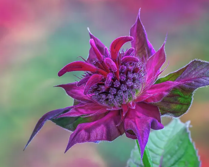 Framed Print : USA, Washington State, Seabeck. Purple bee balm blossom close-up Framed Print : USA, Washington State, Seabeck. Purple bee balm blossom close-up