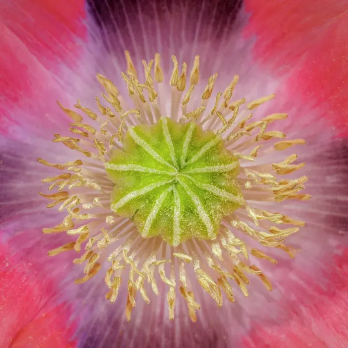 Framed Print : USA, Washington State, Seabeck. Pink poppy close-up Framed Print : USA, Washington State, Seabeck. Pink poppy close-up
