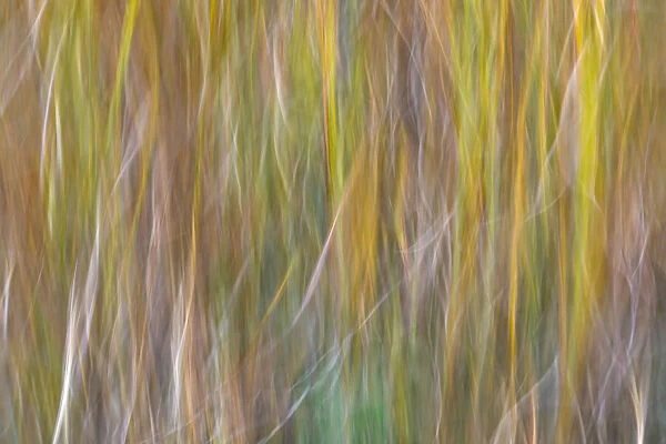 USA, Washington State, Seabeck. Abstract of ornamental grasses