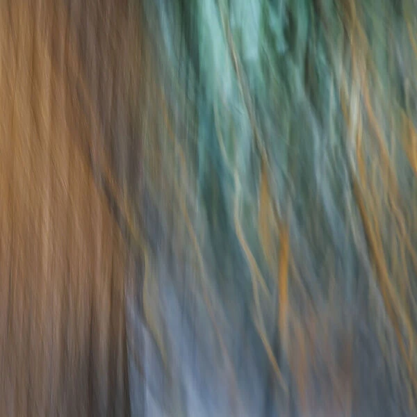 USA, Washington State, Seabeck. Abstract of tree trunk and limbs