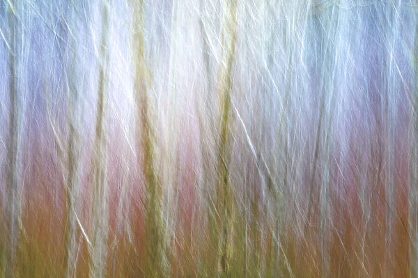 USA, Washington State, Seabeck. Alder forest abstract
