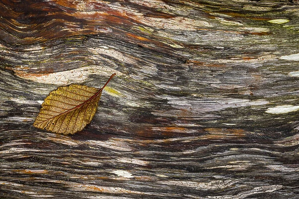 USA, Washington State, Seabeck. Alder leaf on driftwood