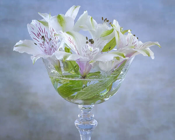 USA, Washington State, Seabeck. Alstroemeria blossoms in vase
