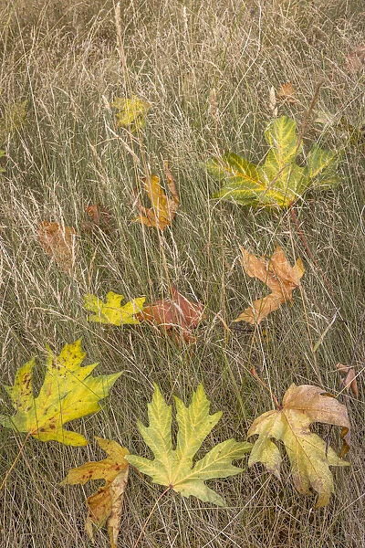 USA, Washington State, Seabeck. Autumn bigleaf maple leaves caught in grasses