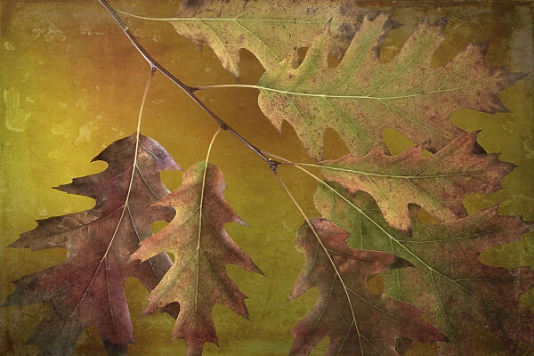 USA, Washington State, Seabeck. Autumn oak leaves close-up