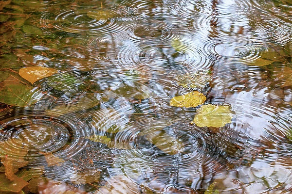 USA, Washington State, Seabeck. Autumn raindrops on water