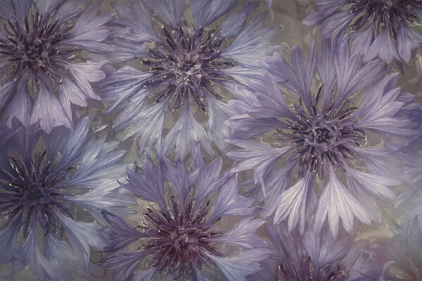 USA, Washington State, Seabeck. Bachelor buttons flowers close-up