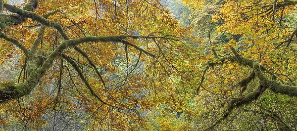 USA, Washington State, Seabeck. Bigleaf maple trees panoramic composite. Credit as