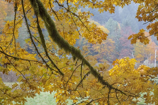 USA, Washington State, Seabeck. Bigleaf maple trees in Guillemot Cove Nature Preserve