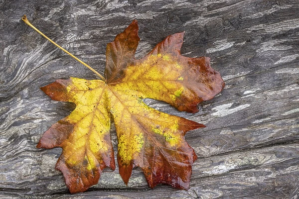 USA, Washington State, Seabeck. Bigleaf maple leaf on driftwood