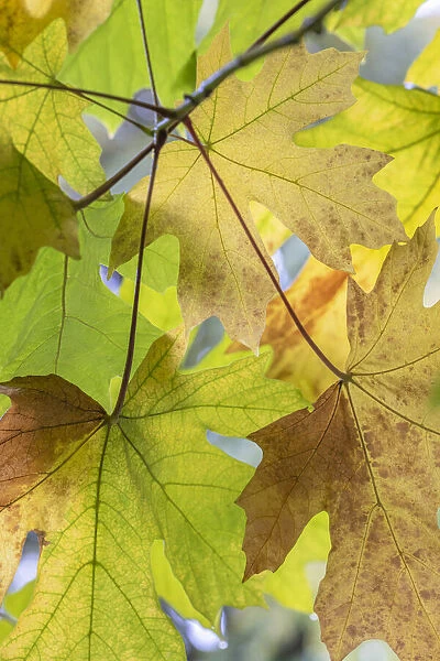 USA, Washington State, Seabeck. Bigleaf maple leaves close-up in autumn