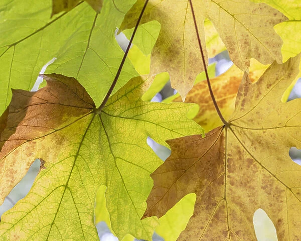 USA, Washington State, Seabeck. Bigleaf maple leaves close-up in autumn