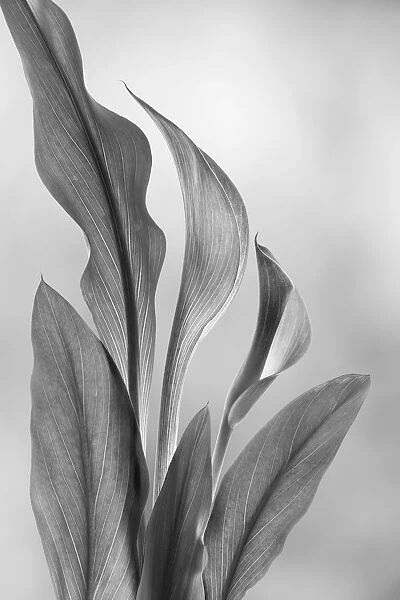 USA, Washington State, Seabeck. Black and white of calla lily