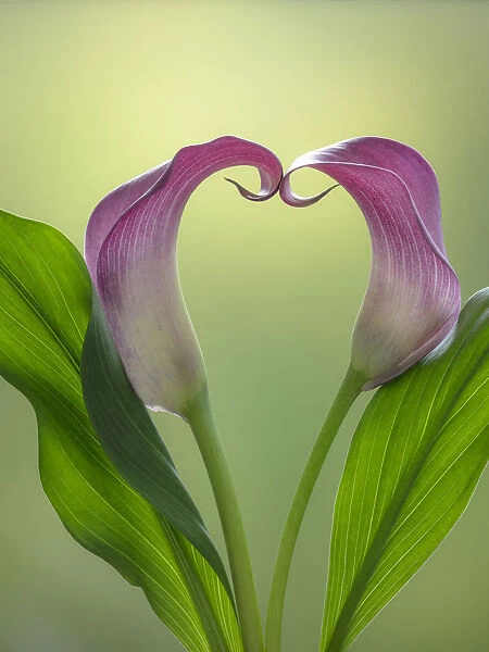 USA, Washington State, Seabeck. Calla lily valentine shape
