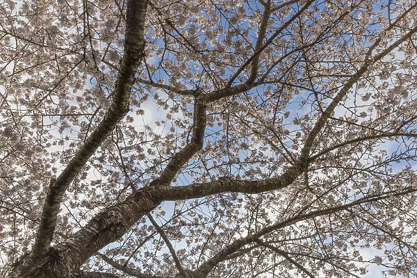 USA, Washington State, Seabeck. Cherry tree in bloom