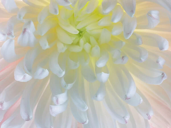 USA, Washington State, Seabeck. Chrysanthemum blossom close-up