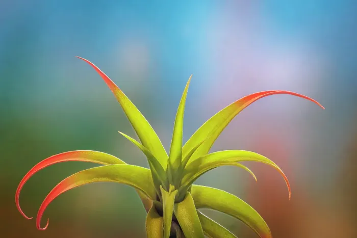 Framed Print : USA, Washington State, Seabeck. Close-up of air plant Framed Print : USA, Washington State, Seabeck. Close-up of air plant