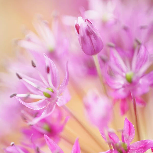 USA, Washington State, Seabeck. Close-up of allium blossoms
