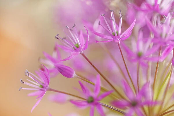 USA, Washington State, Seabeck. Close-up of allium blossoms