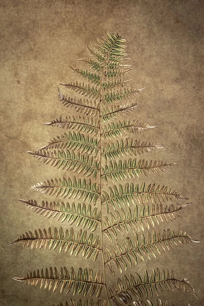 USA, Washington State, Seabeck. Close-up of bracken fern pattern