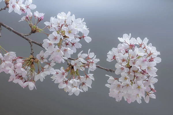 USA, Washington State, Seabeck. Close-up of cherry blossoms on limb
