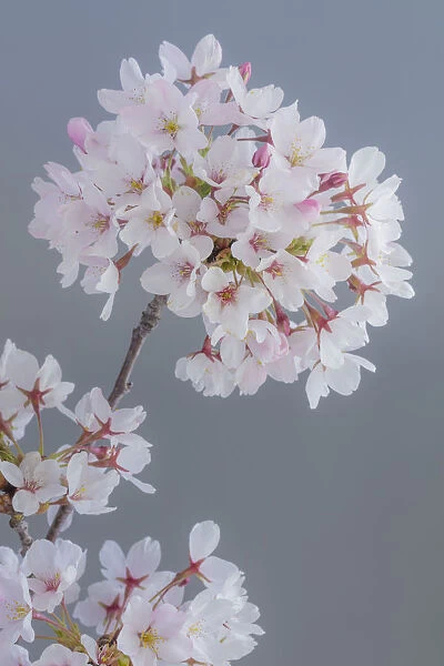 USA, Washington State, Seabeck. Close-up of cherry blossoms on limb