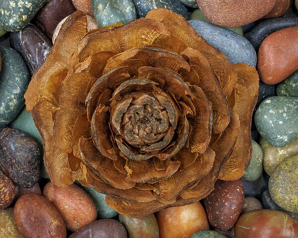 USA, Washington State, Seabeck. Close-up of deodar cedar cone and smooth rocks