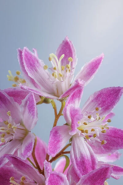 USA, Washington State, Seabeck. Close-up of deutzia blossoms