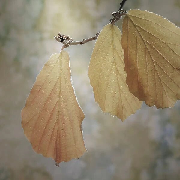 USA, Washington State, Seabeck. Close-up of hazelnut leaves