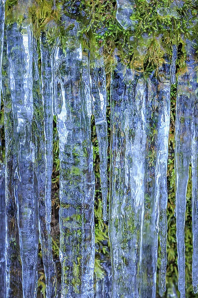 USA, Washington State, Seabeck. Close-up of icicles and moss