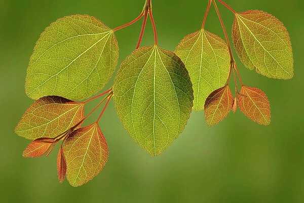 USA, Washington State, Seabeck. Close-up of katsura tree leaves in spring