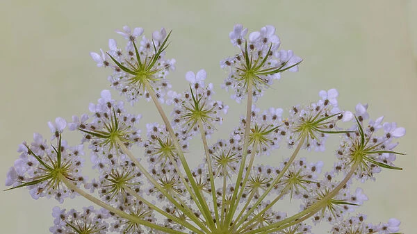 USA, Washington State, Seabeck. Close-up of Queen Annes lace plant