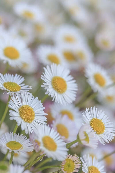USA, Washington State, Seabeck. Close-up of Santa Barbara daisies