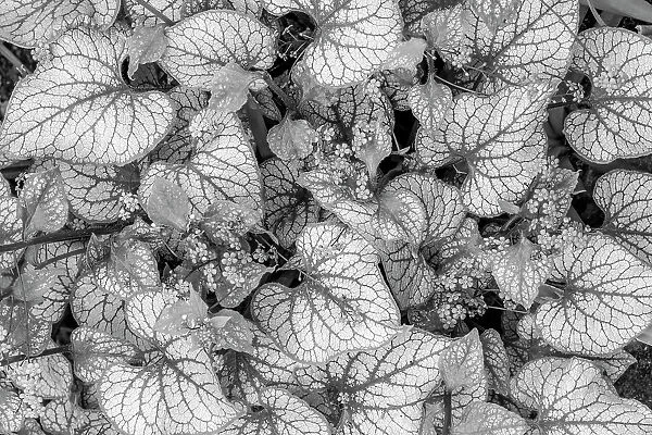 USA, Washington State, Seabeck. Close-up of Siberian bugloss leaves and flowers