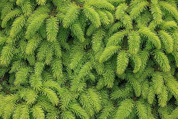 USA, Washington State, Seabeck. Close-up of spruce tree leaves