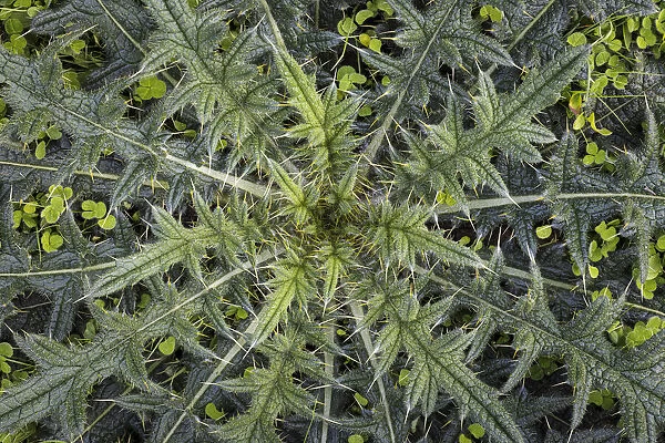 USA, Washington State, Seabeck. Close-up of thistle plant