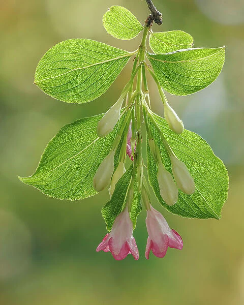 USA, Washington State, Seabeck. Close-up of weigela blossoms and leaves