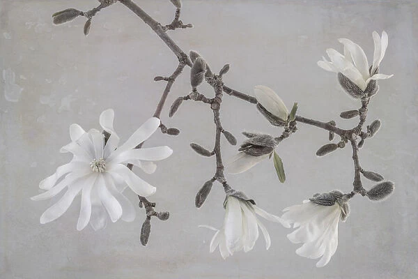 USA, Washington State, Seabeck. Close-up of white magnolia blossoms