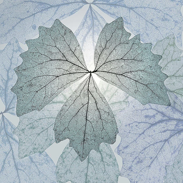 USA, Washington State, Seabeck. Composite of skeletonized vanilla leaves