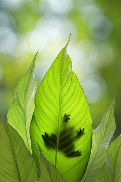 USA, Washington State, Seabeck. Composite of frog on leaf