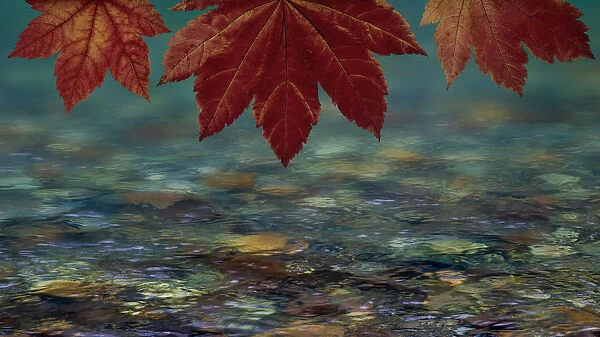USA, Washington State, Seabeck. Composite of vine maple over river