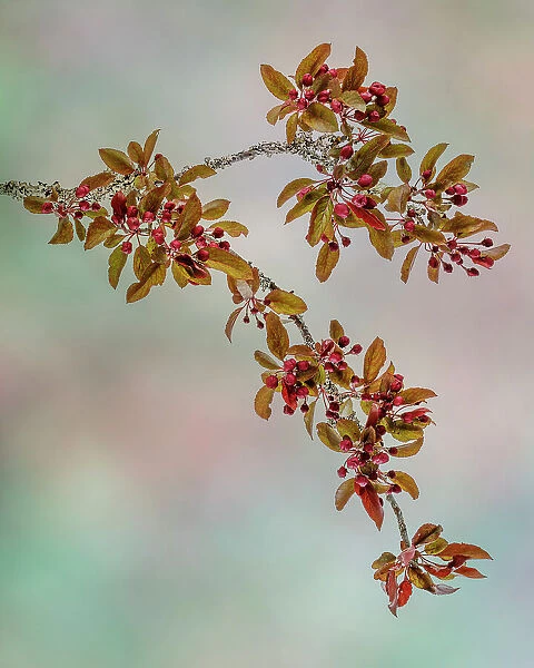 USA, Washington State, Seabeck. Crabapple branches in spring