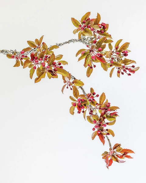 USA, Washington State, Seabeck. Crabapple branches in spring