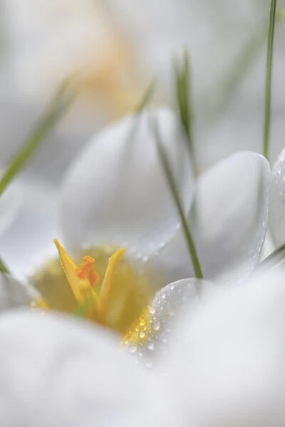 USA, Washington State, Seabeck. Crocus blooms close-up