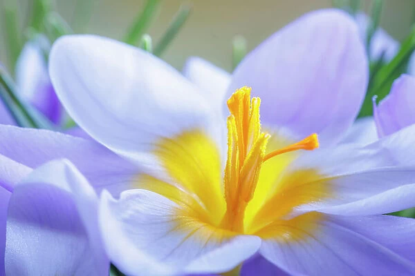 USA, Washington State, Seabeck. Crocus blossoms in spring