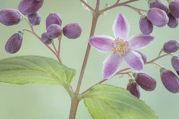 USA, Washington State, Seabeck. Deutzia blossom and buds