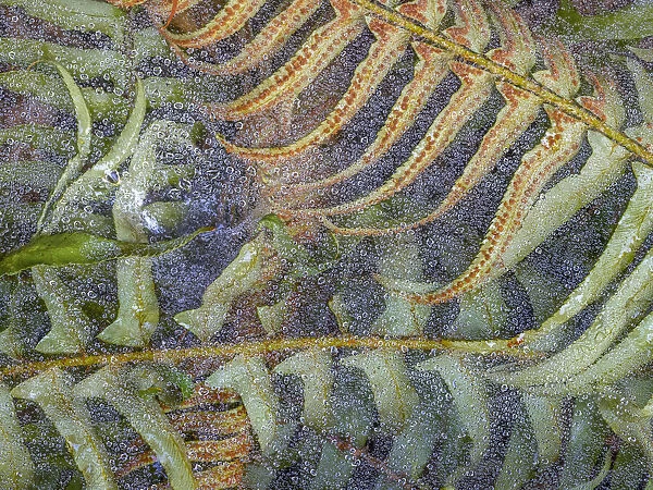 USA, Washington State, Seabeck. Dew-covered spider webs over sword ferns