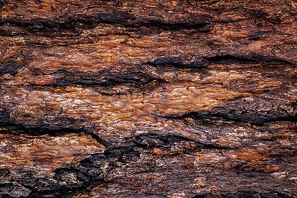 USA, Washington State, Seabeck. Douglas fir bark close-up